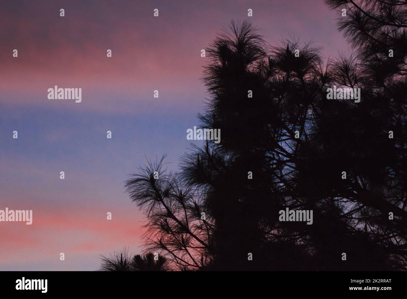 Silhouette pine tree hi-res stock photography and images - Alamy