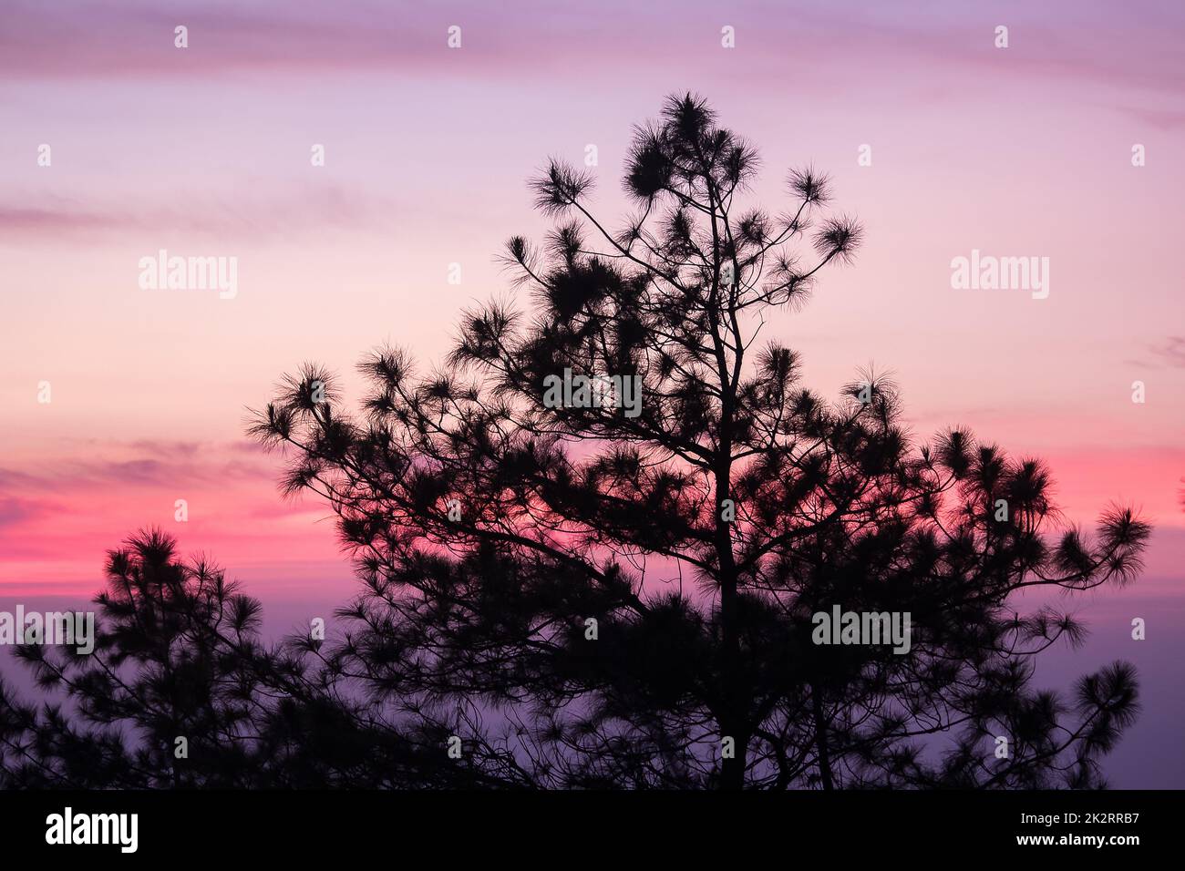 The silhouette of the pine tree and the sunrise light Stock Photo