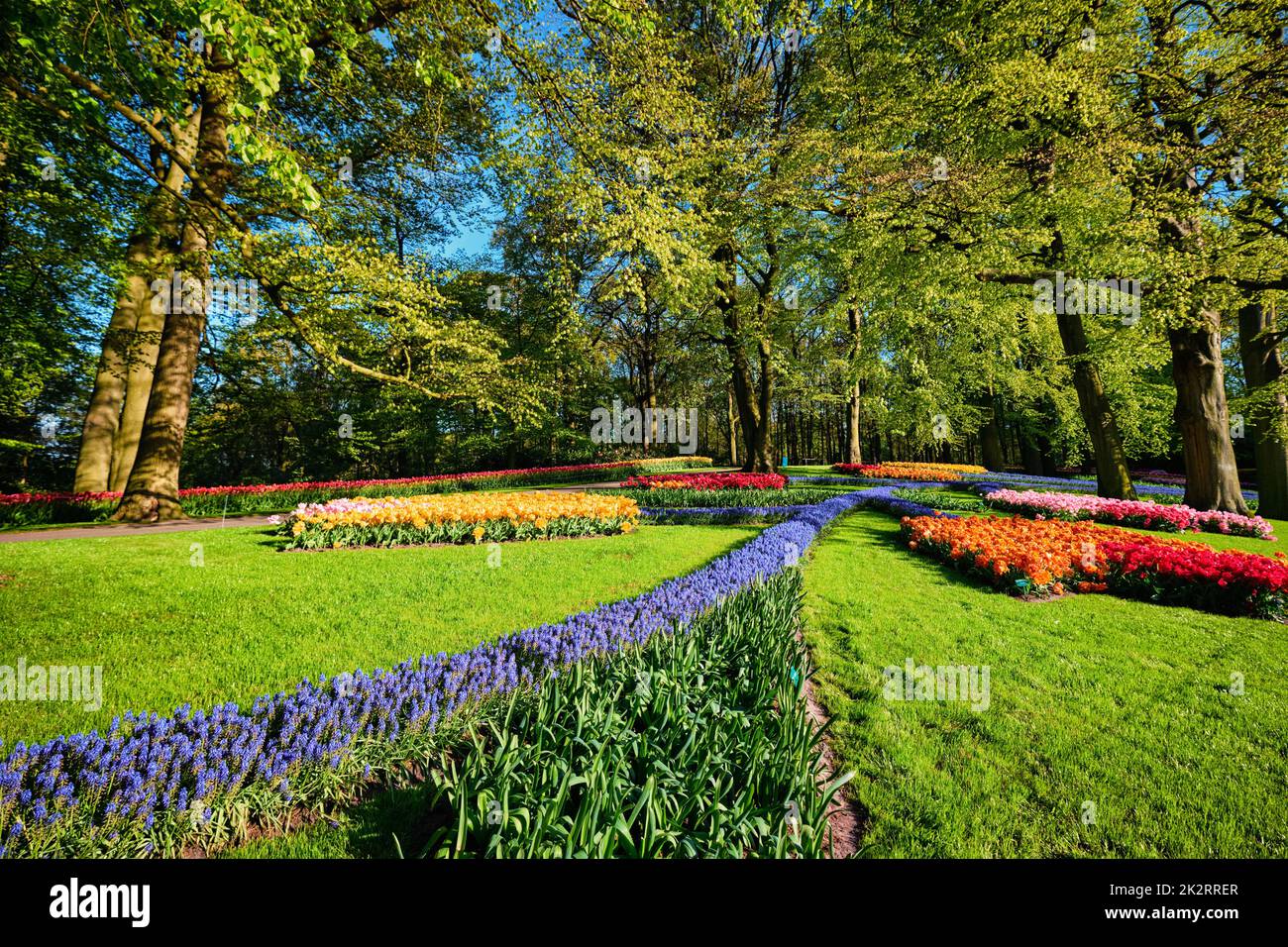 Blooming tulips flowerbeds in Keukenhof flower garden, Netherlan Stock Photo