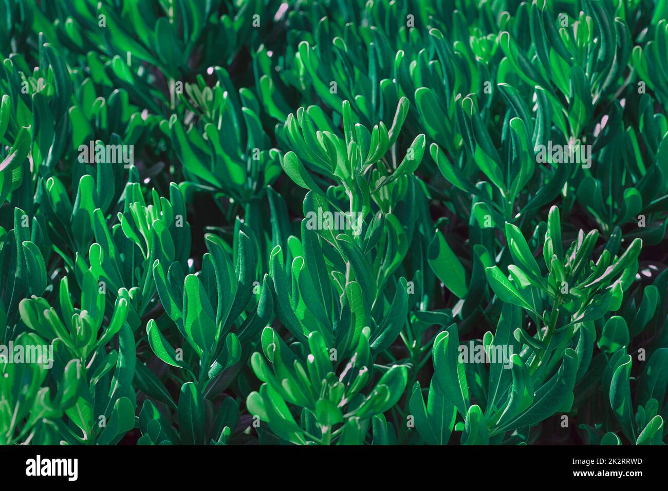 Abstract green texture hi-res stock photography and images - Alamy