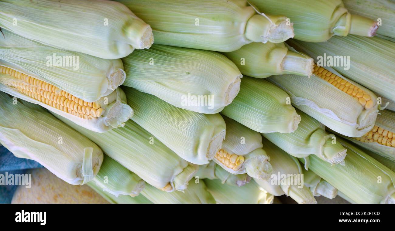 Corn or Maize (Lat. Zea mays) Stock Photo