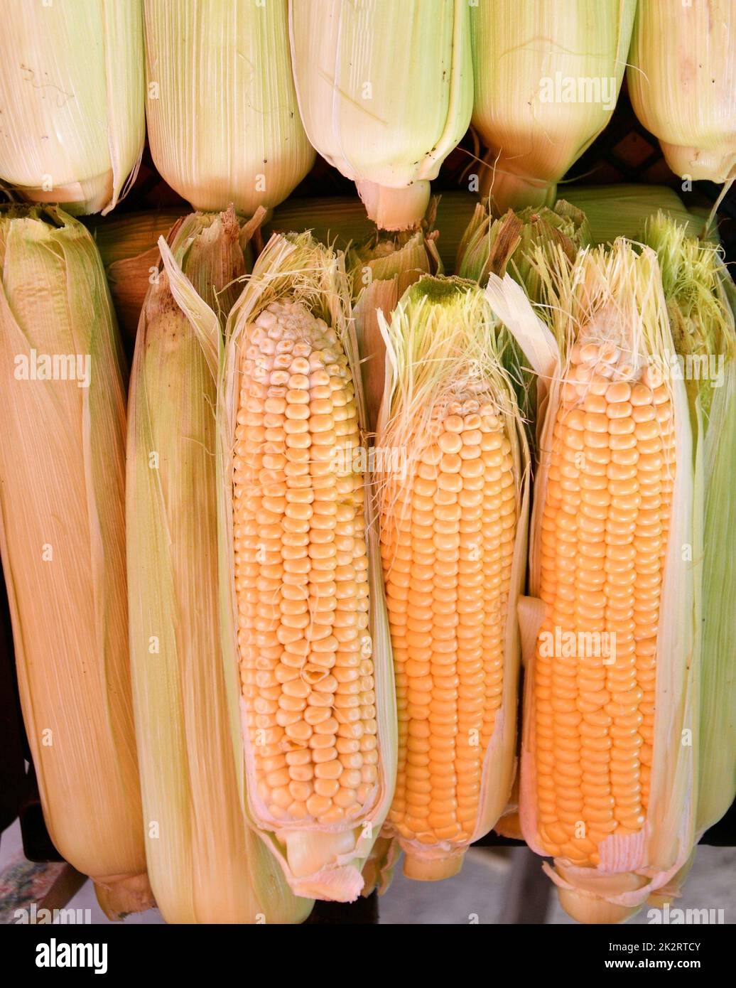 Corn or Maize (Lat. Zea mays) Stock Photo