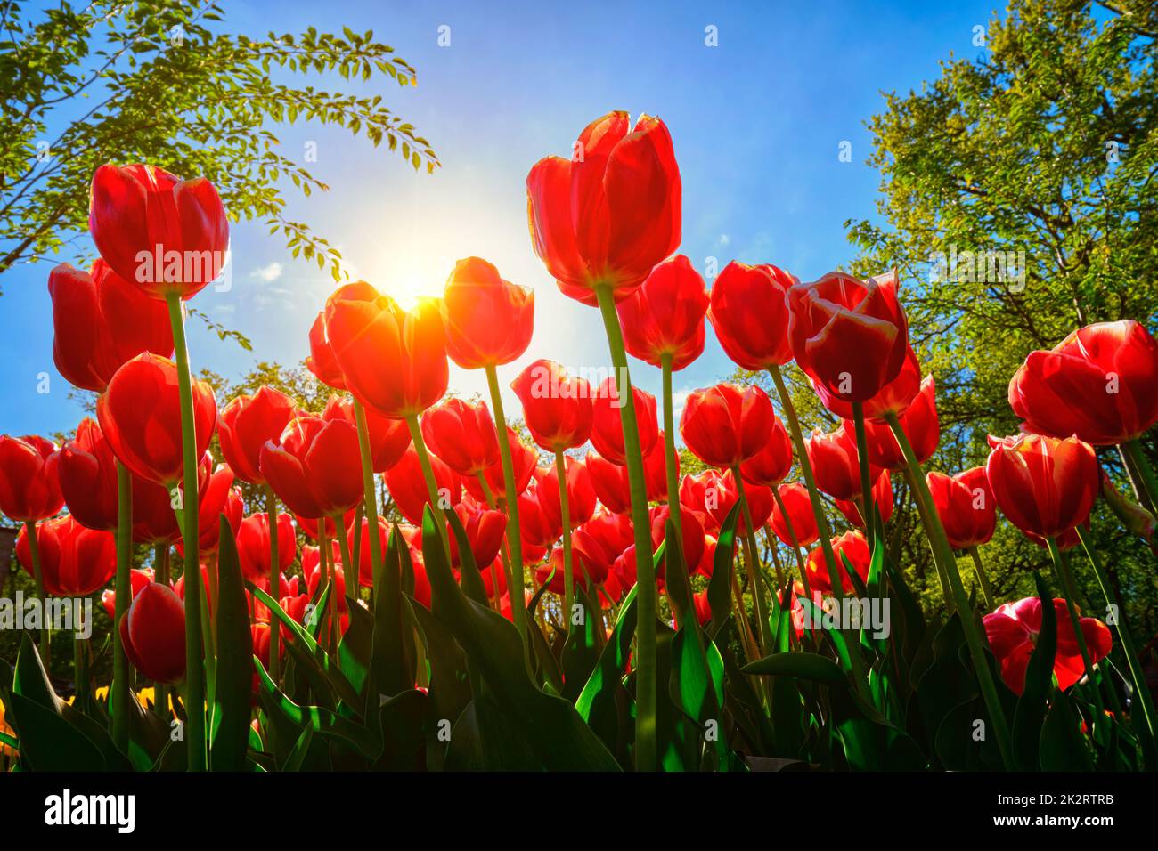Blooming tulips against blue sky low vantage point Stock Photo