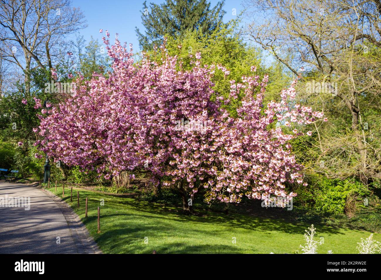 Japanese cherry blossom in spring Stock Photo