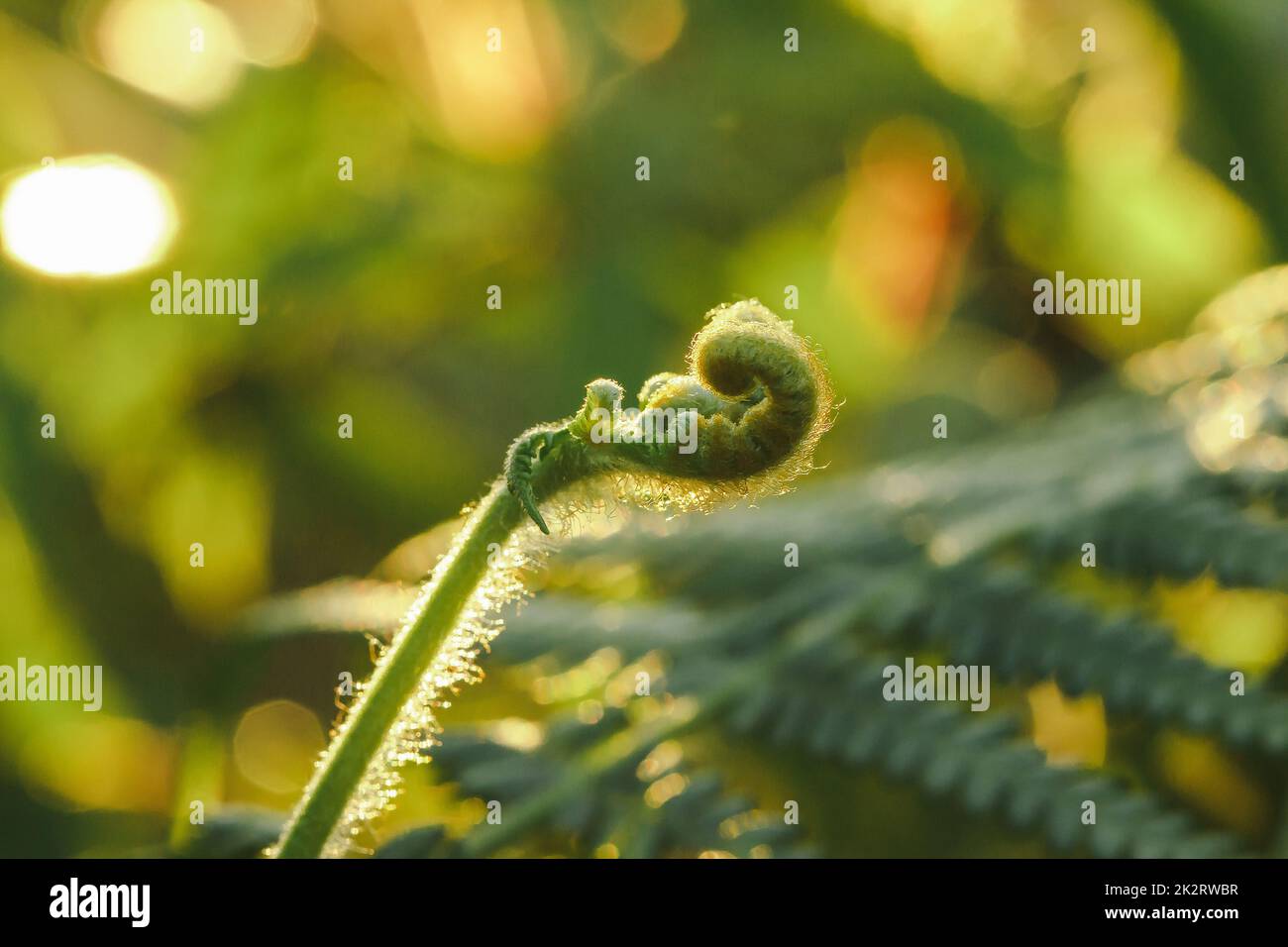 Macro photography of ferns, natural curling leaves and the morning sun Stock Photo