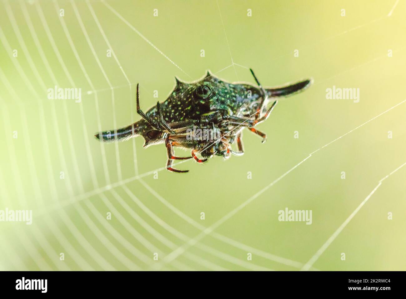 Spiny orb-weavers are knitting fibers to trap insects in nature. Stock Photo