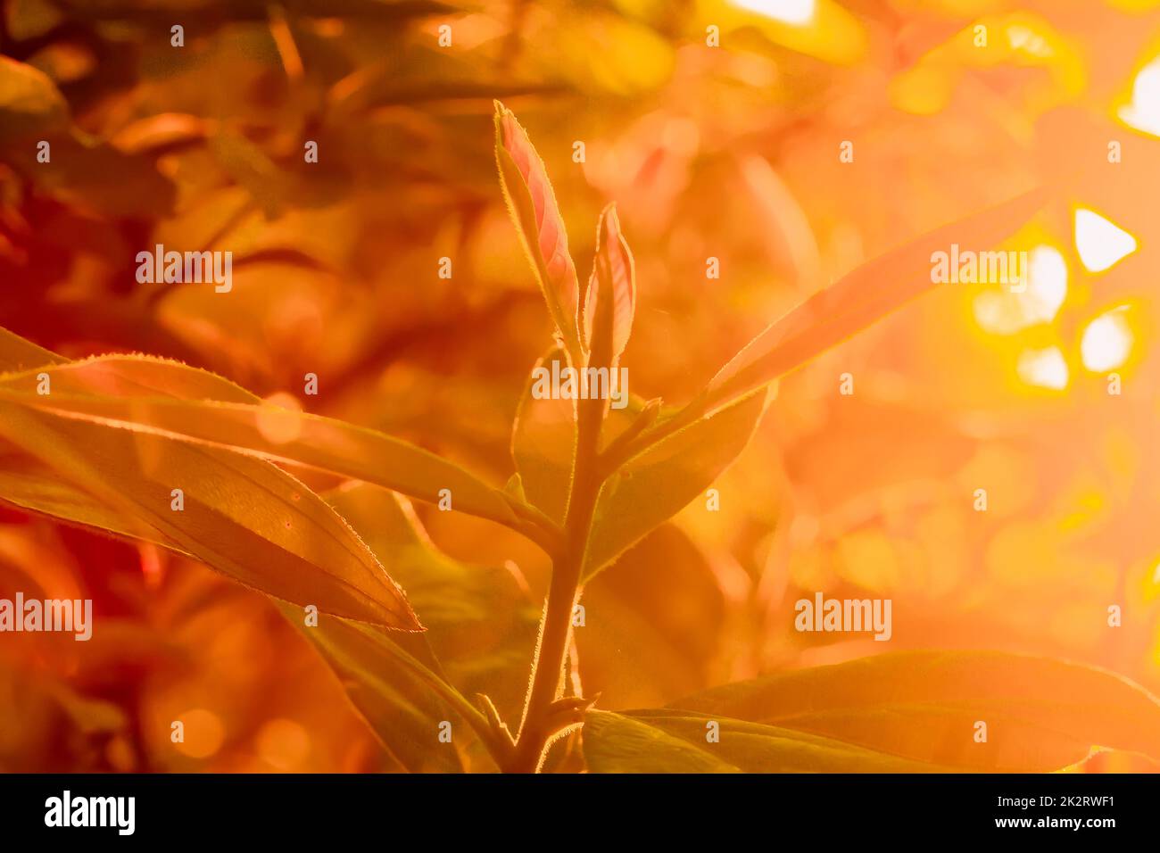 Sunrise background nature hi-res stock photography and images - Alamy