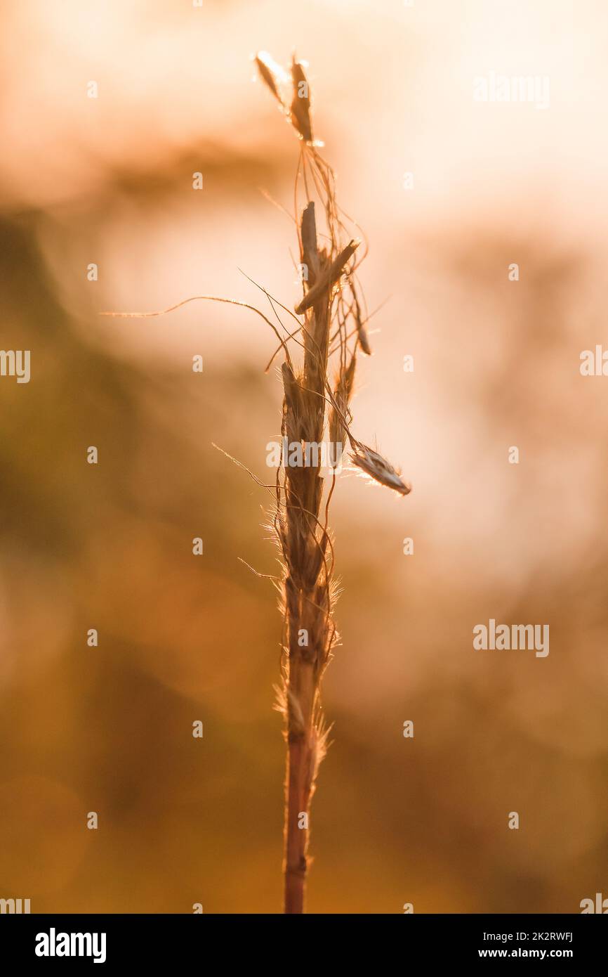 The grass is dry in nature, has a background as orange light of sunrise in the morning. Stock Photo