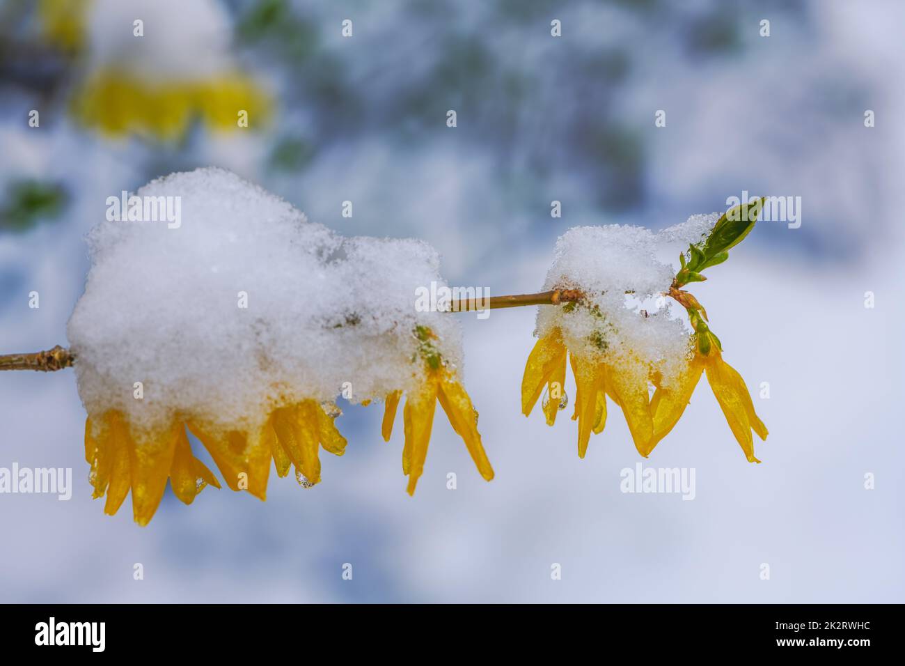 Snow and ice covered forsythia blossoms Stock Photo