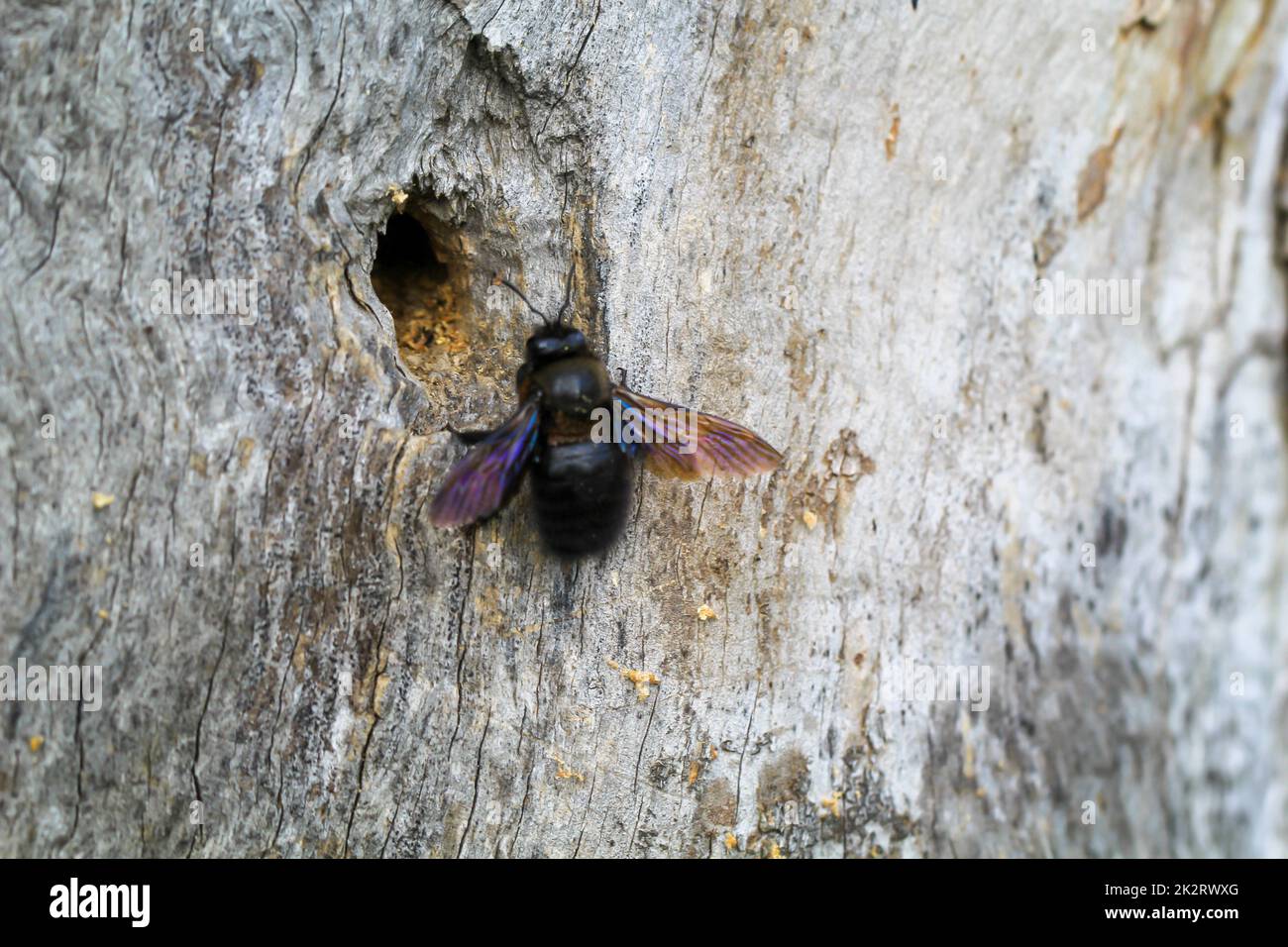 A wood bee at the entrance to the cave on a dead tree Stock Photo Alamy