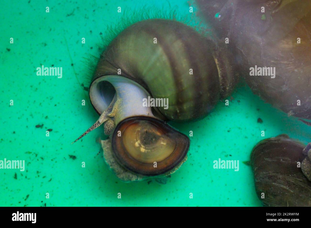 Close up of several swamp cover snails in a bucket before placing them in a pond Stock Photo Alamy