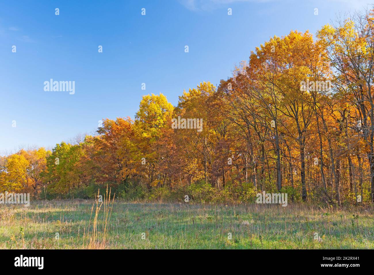 Wall of Colorful Trees Along a Prairie in Fall Stock Photo