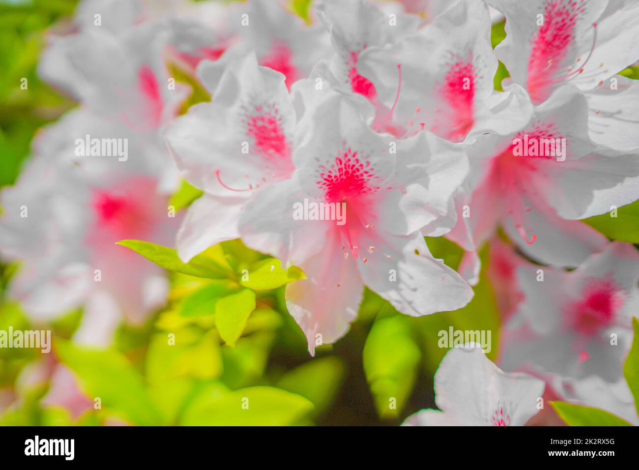 Pink Satsuki Azalea Stock Photo Alamy