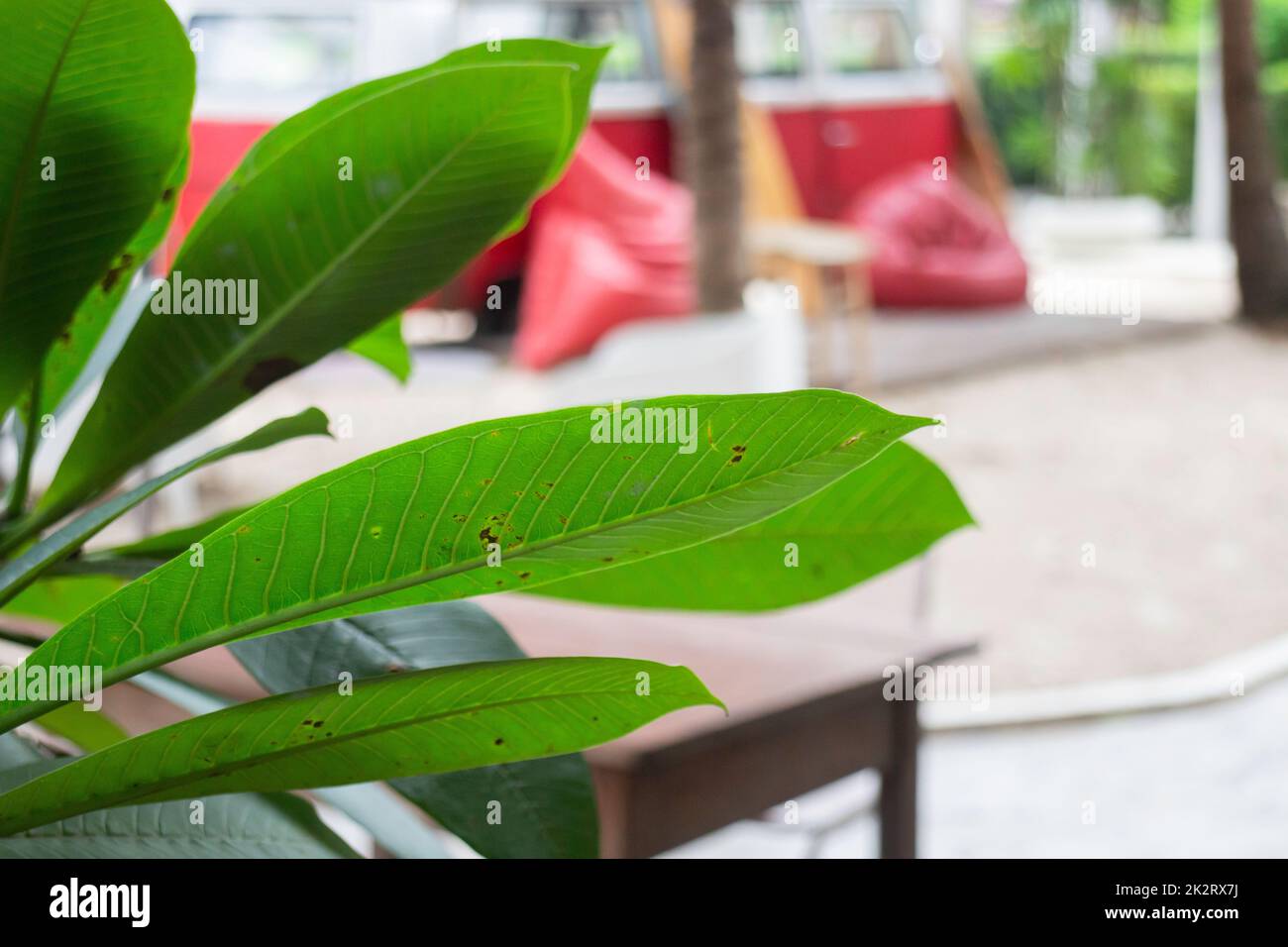 Green plants tropical garden surrounding Stock Photo - Alamy