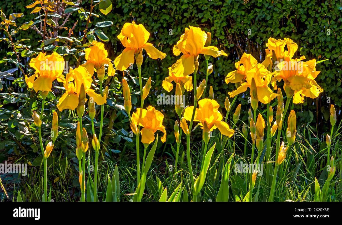 Iris flowers closeup. Stock Photo