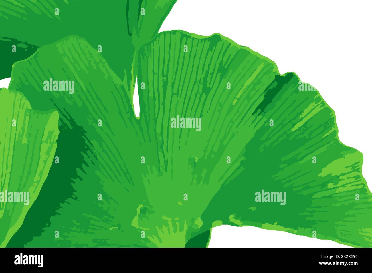 Ginkgo biloba, commonly known as ginkgo or gingko also known as the ...