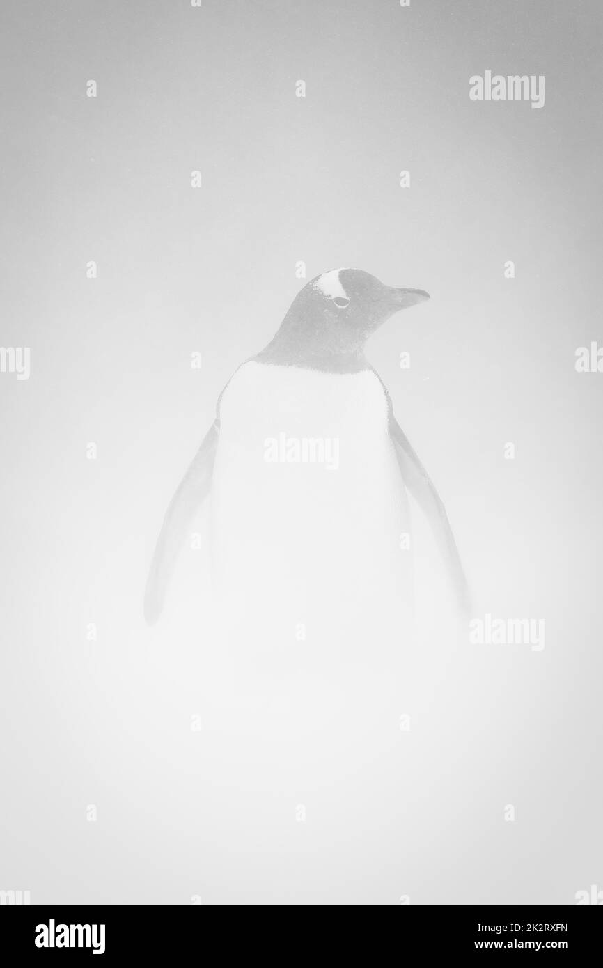 Mono gentoo penguin in snowstorm facing camera Stock Photo