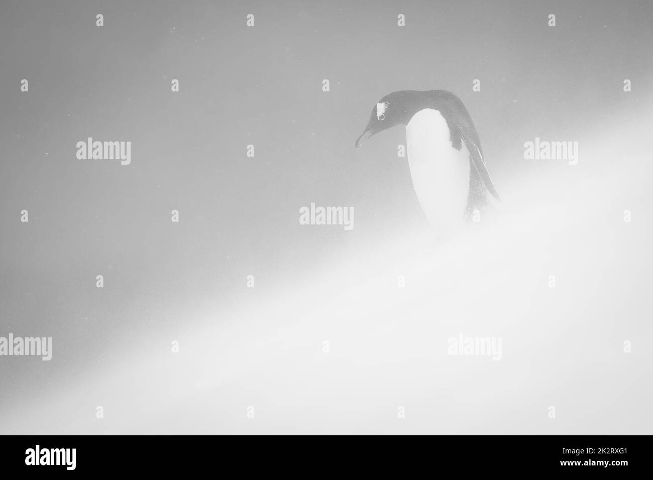 Mono gentoo penguin stands looking down slope Stock Photo - Alamy