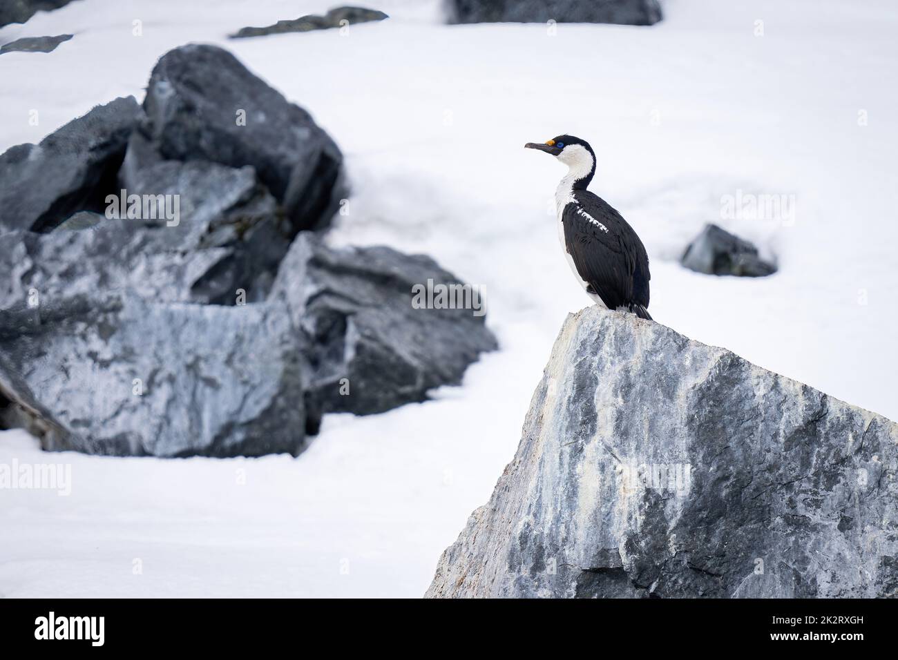 Imperial shag perches on rock looking left Stock Photo