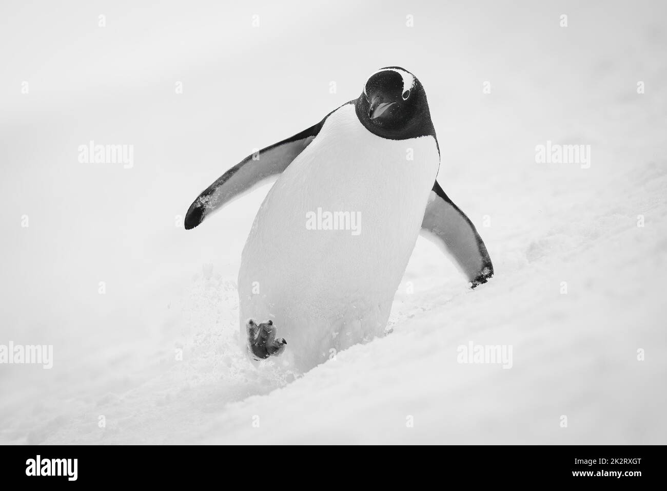 A gentoo penguin almost falls over as it waddles across a snowy slope, holding its flippers out for balance and raising its right foot. It has a white Stock Photo