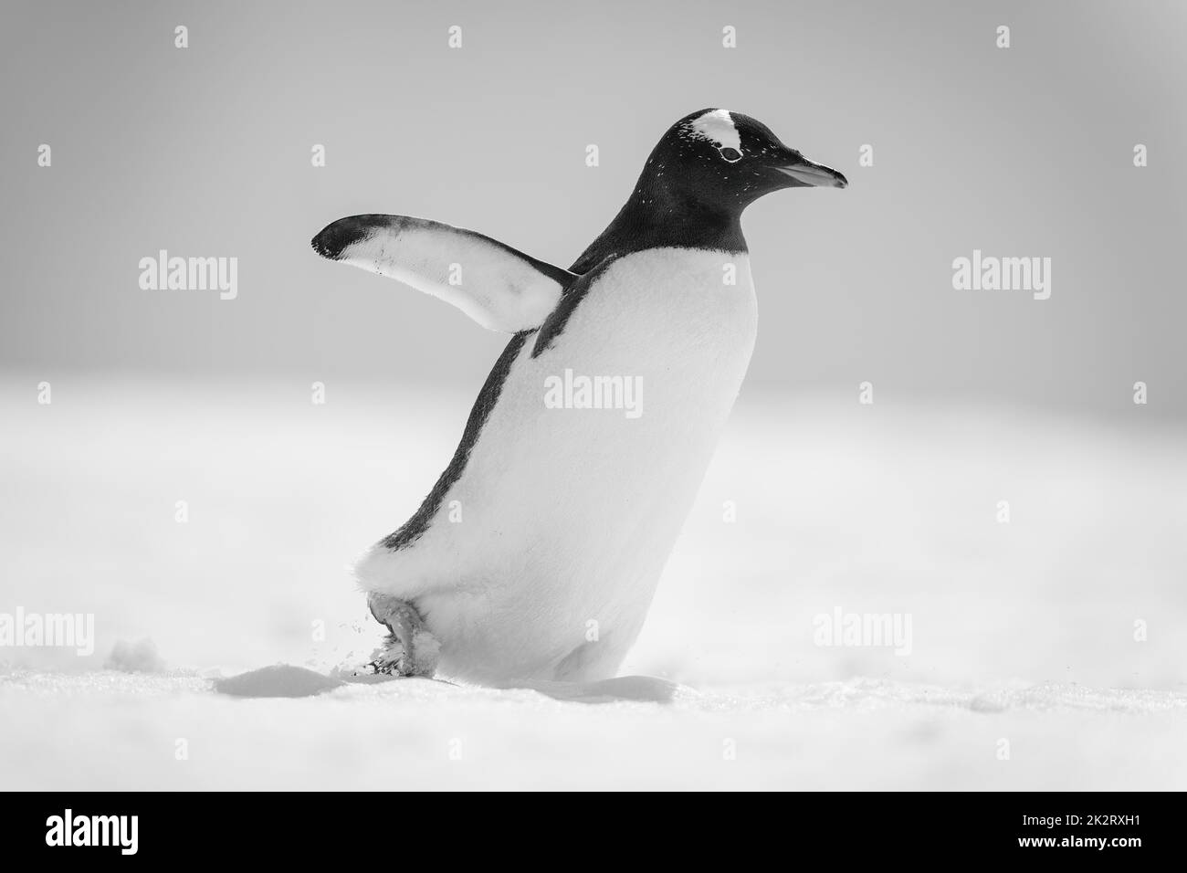Mono gentoo penguin waddles right across snow Stock Photo - Alamy