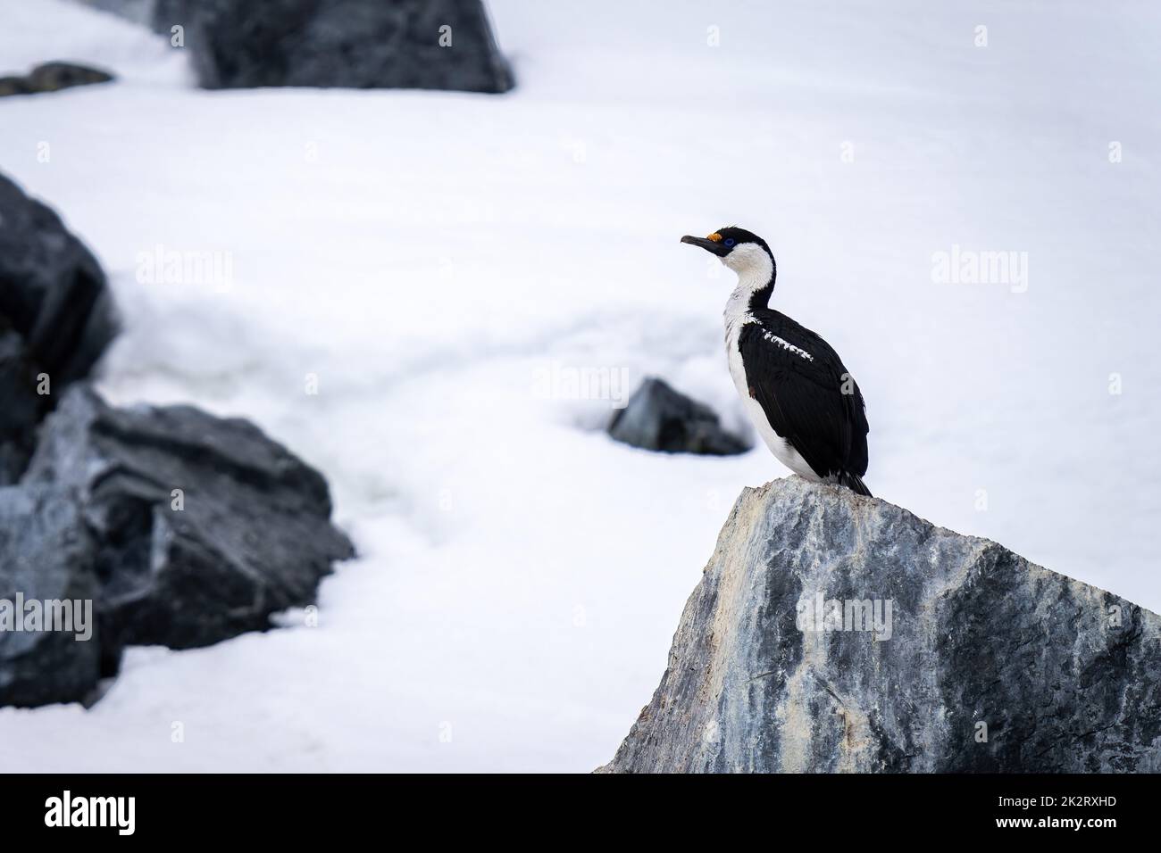 Imperial shag perches on rock in snow Stock Photo