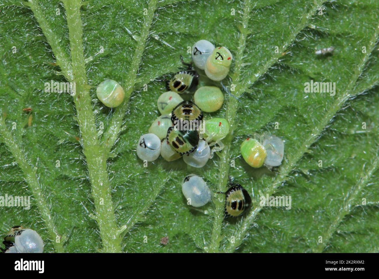 Green shield bug, Palomena prasina, fresh hatched nymphs and eggs Stock Photo