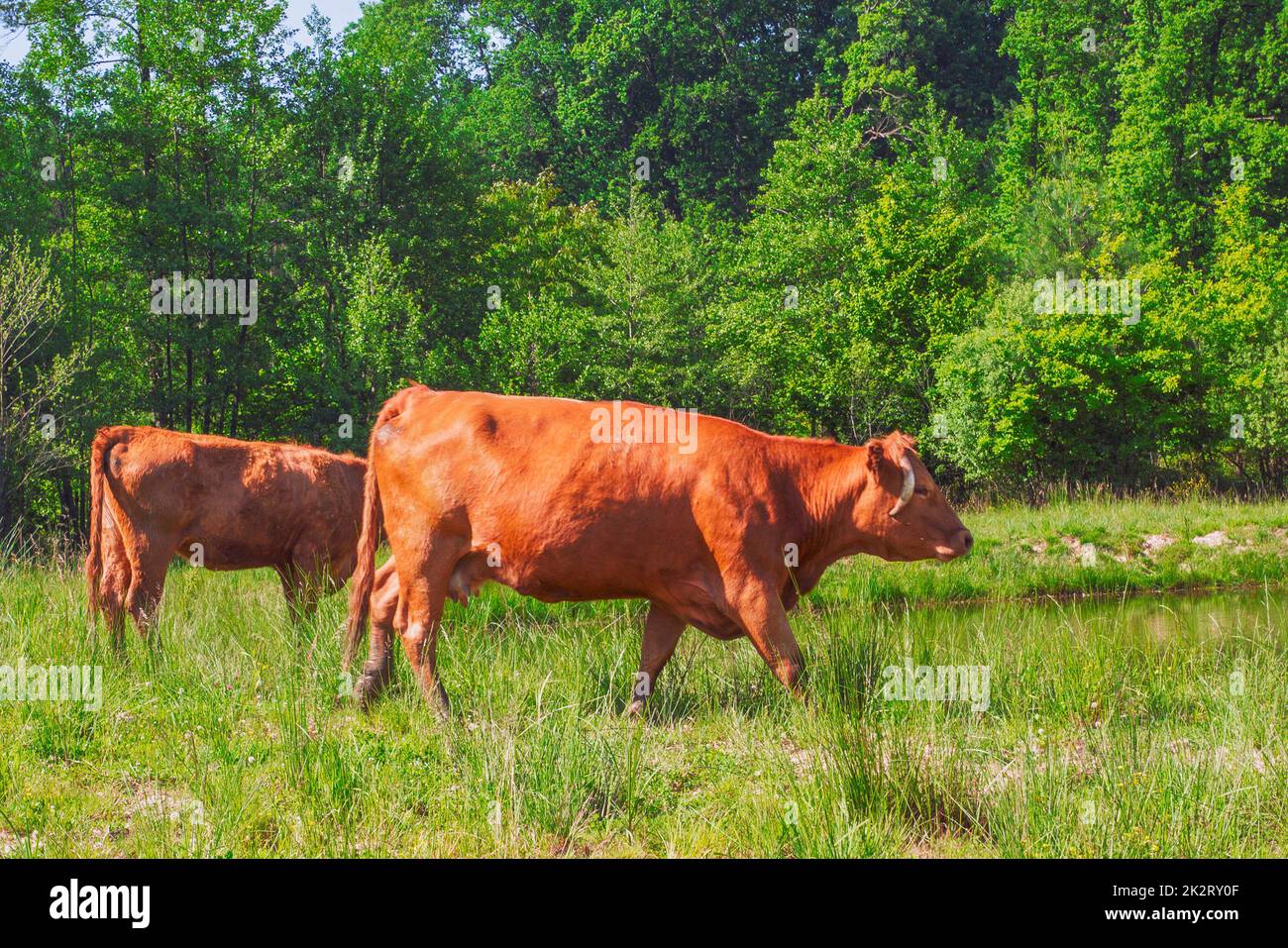 Flock of cows on a meadow Stock Photo