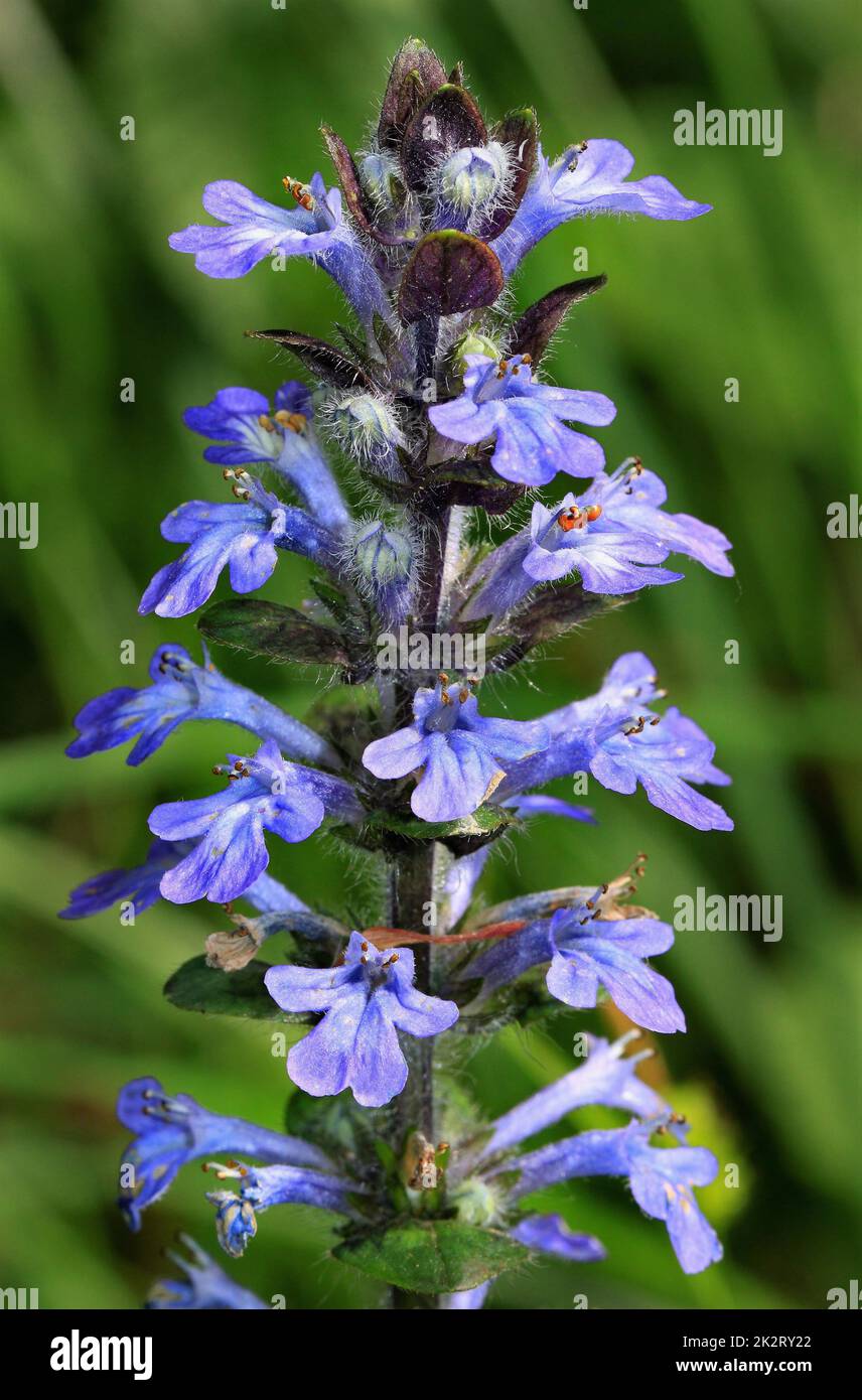 Blue bugle, inflorescence, an old healing plant Stock Photo