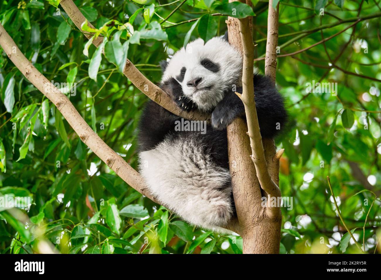 Giant panda bear hi-res stock photography and images - Alamy