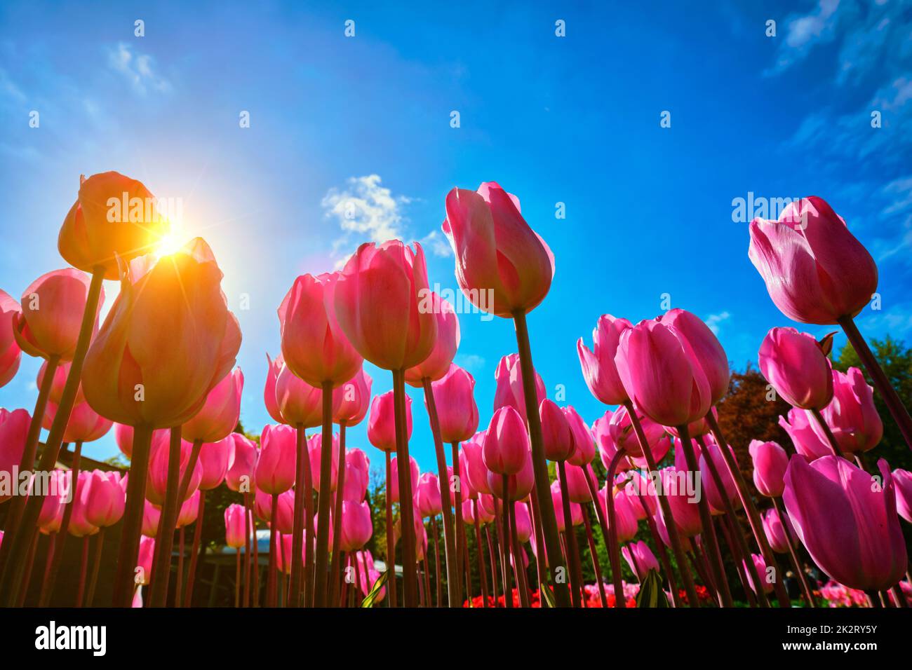 Blooming tulips against blue sky low vantage point Stock Photo