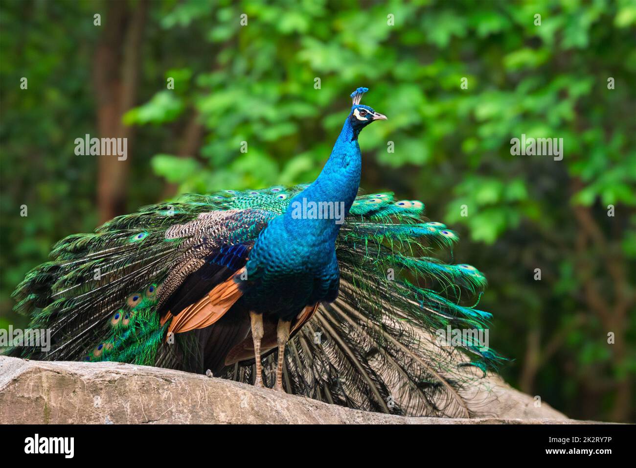 Peacock bird in forest Stock Photo