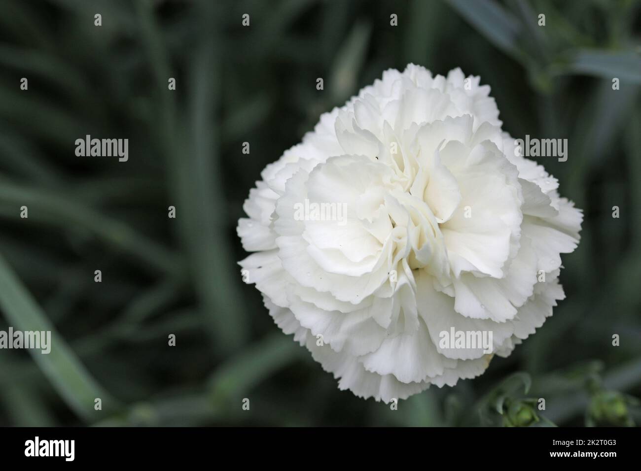 White Dianthus flower in close up Stock Photo