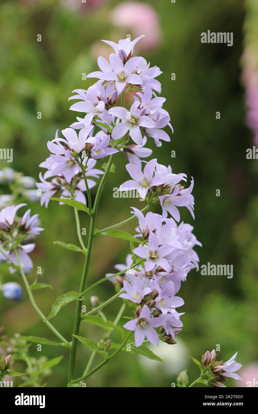 Lilac milky bellflower flowers in close up Stock Photo