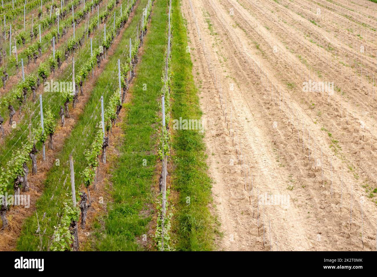viticulture, vines planted and lie fallow Stock Photo
