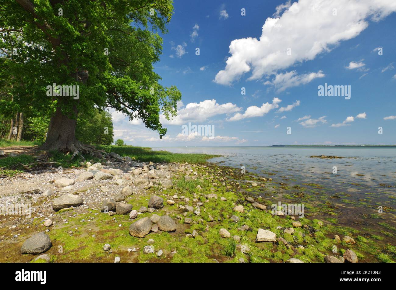 On the natural beach, Baltic Sea at low tide, Zierow, Bay of Wismar, Nordwestmecklenburg, Mecklenburg-Vorpommern, Germany Stock Photo