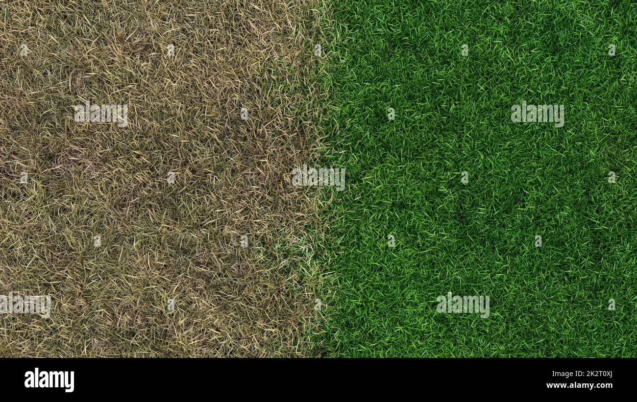 lawn-fertilizer-before-and-after-landscaping-growing-sward-3d
