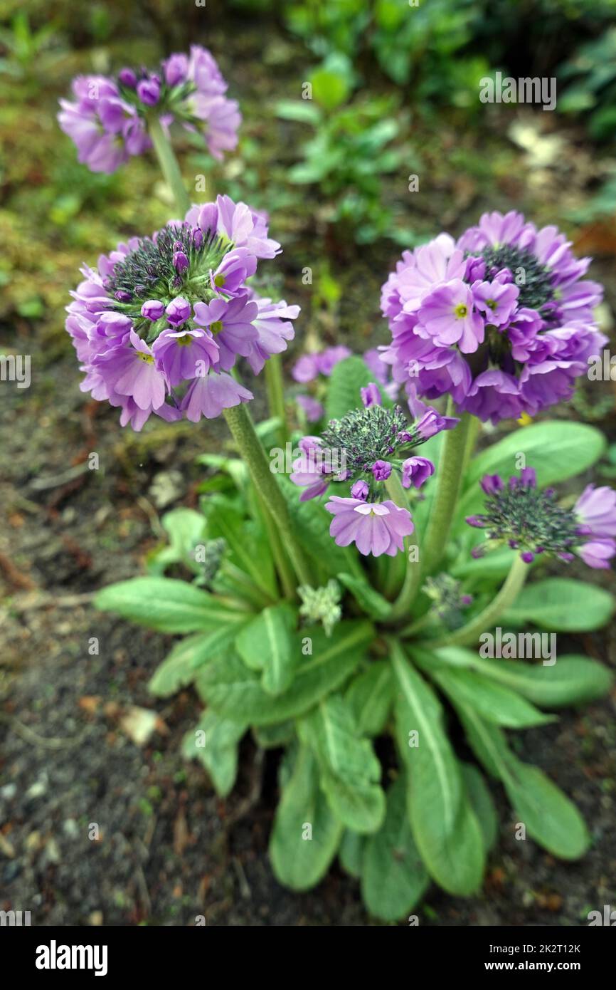 Kugel-Primel (Primula denticulata) - blÃ¼hende Pflanze im Kurpark Stock Photo