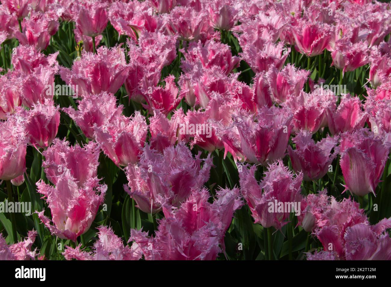 a sea of pink tulips Stock Photo - Alamy