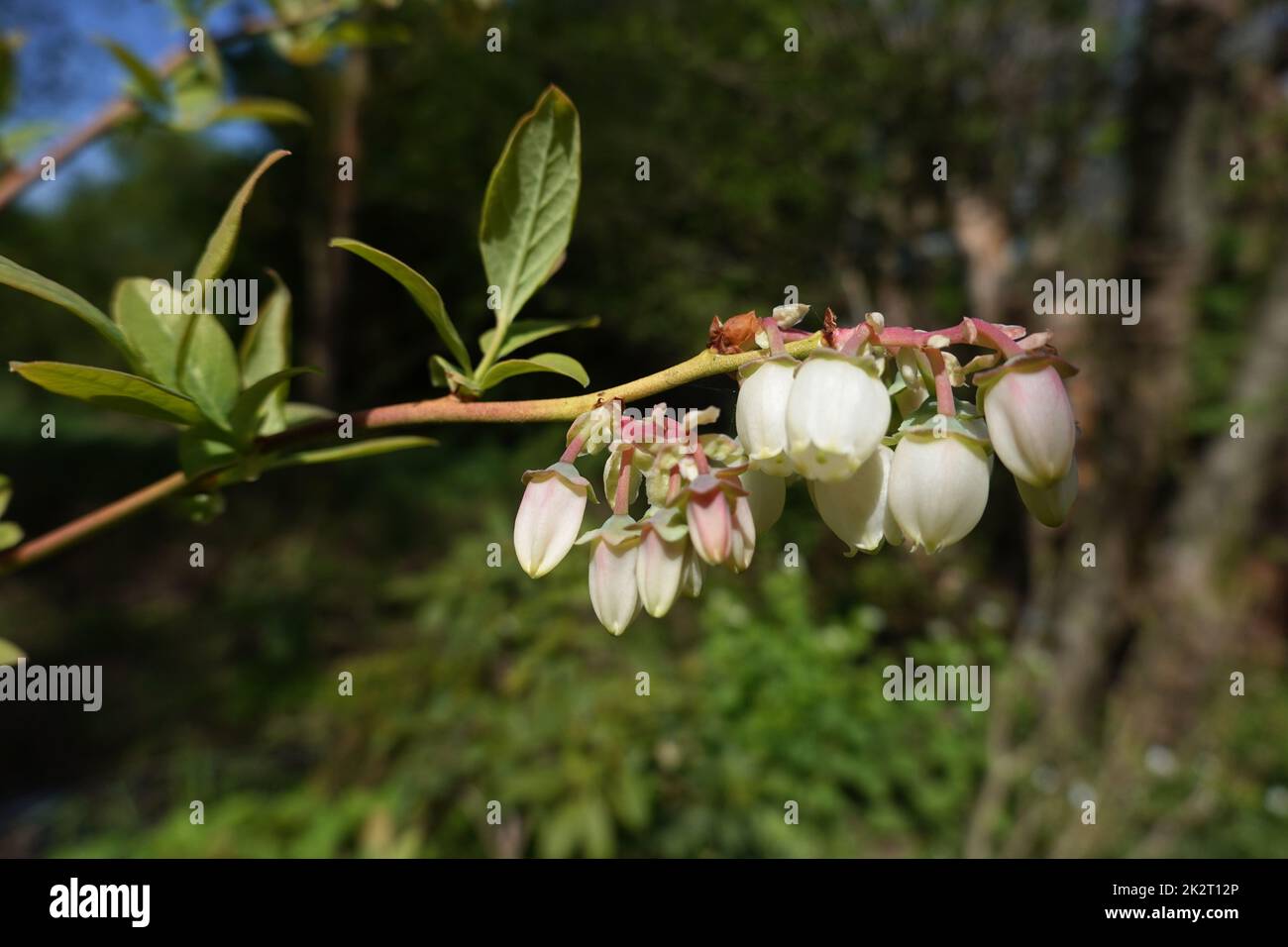 Amerikanische Heidelbeere (Vaccinium corymbosum) - blÃ¼hende Pflanze Stock Photo