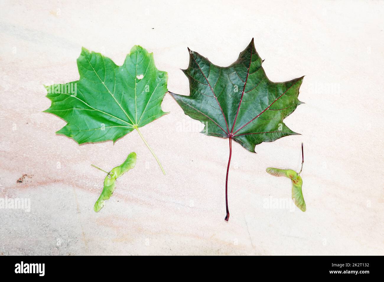 Spitzahorn (Acer platanoides), auch SpitzblÃ¤ttriger Ahorn - BlÃ¤tter (Unerseite) und FrÃ¼chte Stock Photo