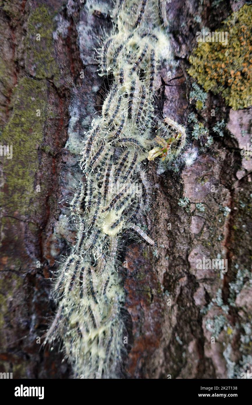 Eichen-Prozessionsspinner (Thaumetopoea processionea) - Nest am Stamm einer Eiche Stock Photo