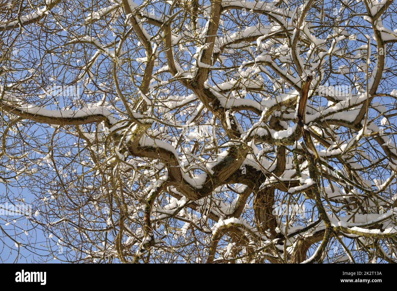 Close up branch covered snow hi-res stock photography and images - Alamy