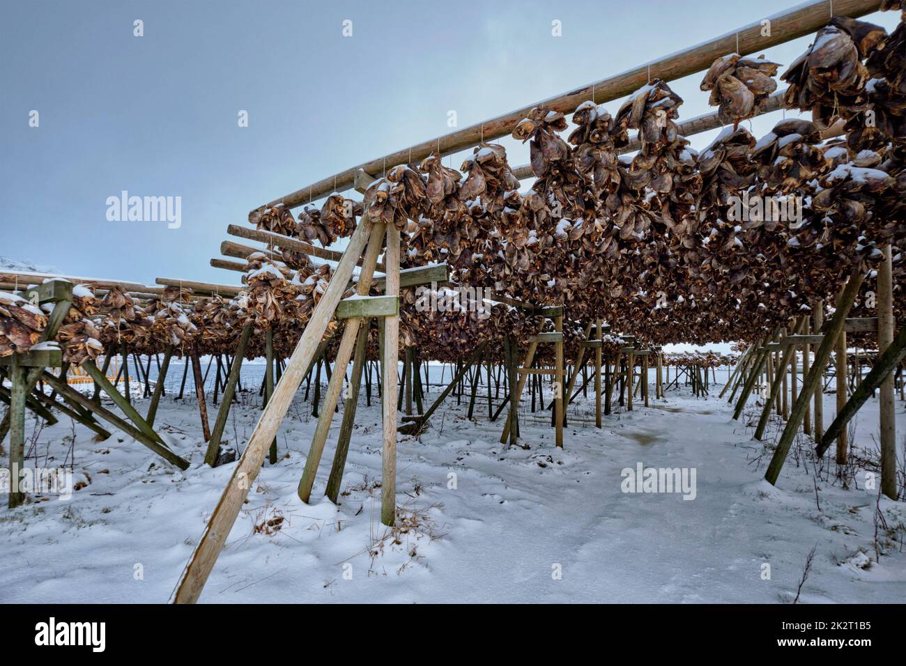 Drying flakes for stockfish cod fish in winter. Lofoten islands Stock ...