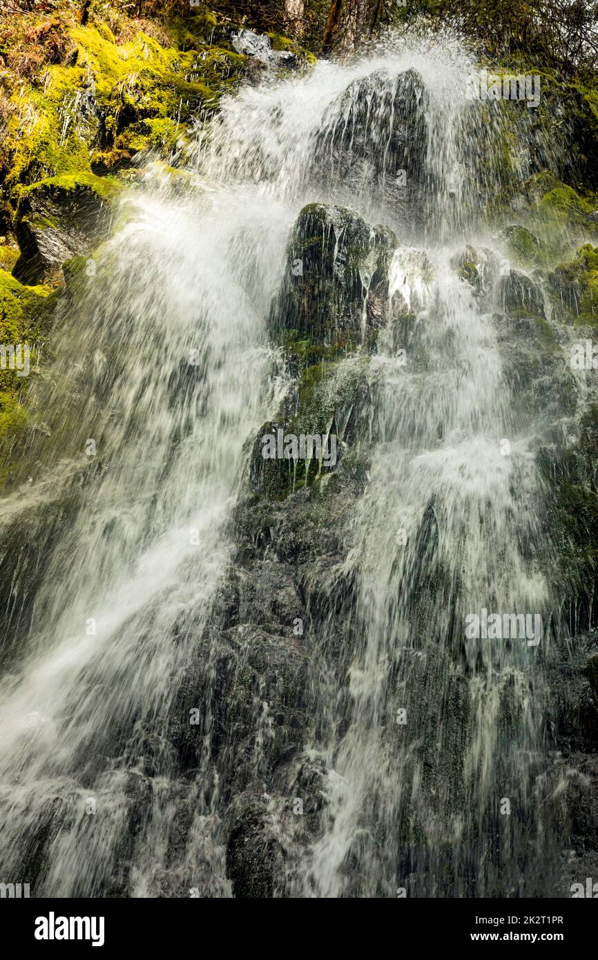 WA22040-00...WASHINGTON - Mineral Creek Falls in the Hoh Rain Forest of Olympic National Park. Stock Photo