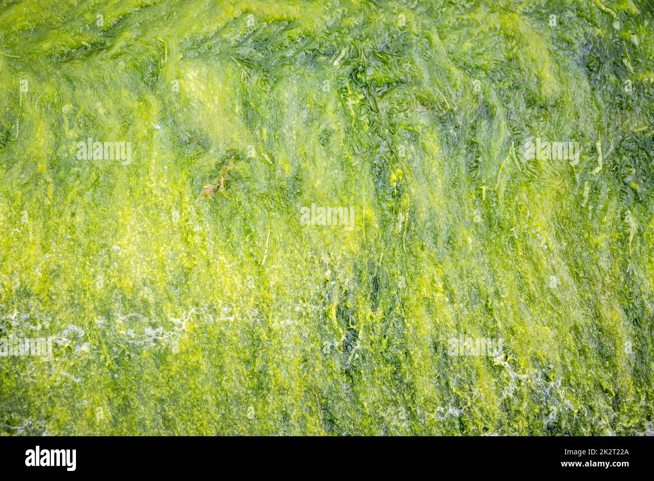 Green Algae close up view Stock Photo