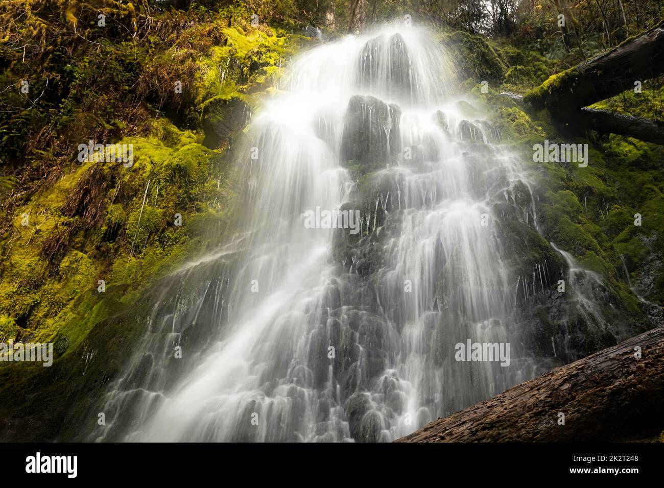 WA22041-00...WASHINGTON - Mineral Creek Falls in the Hoh Rain Forest of Olympic National Park. Stock Photo