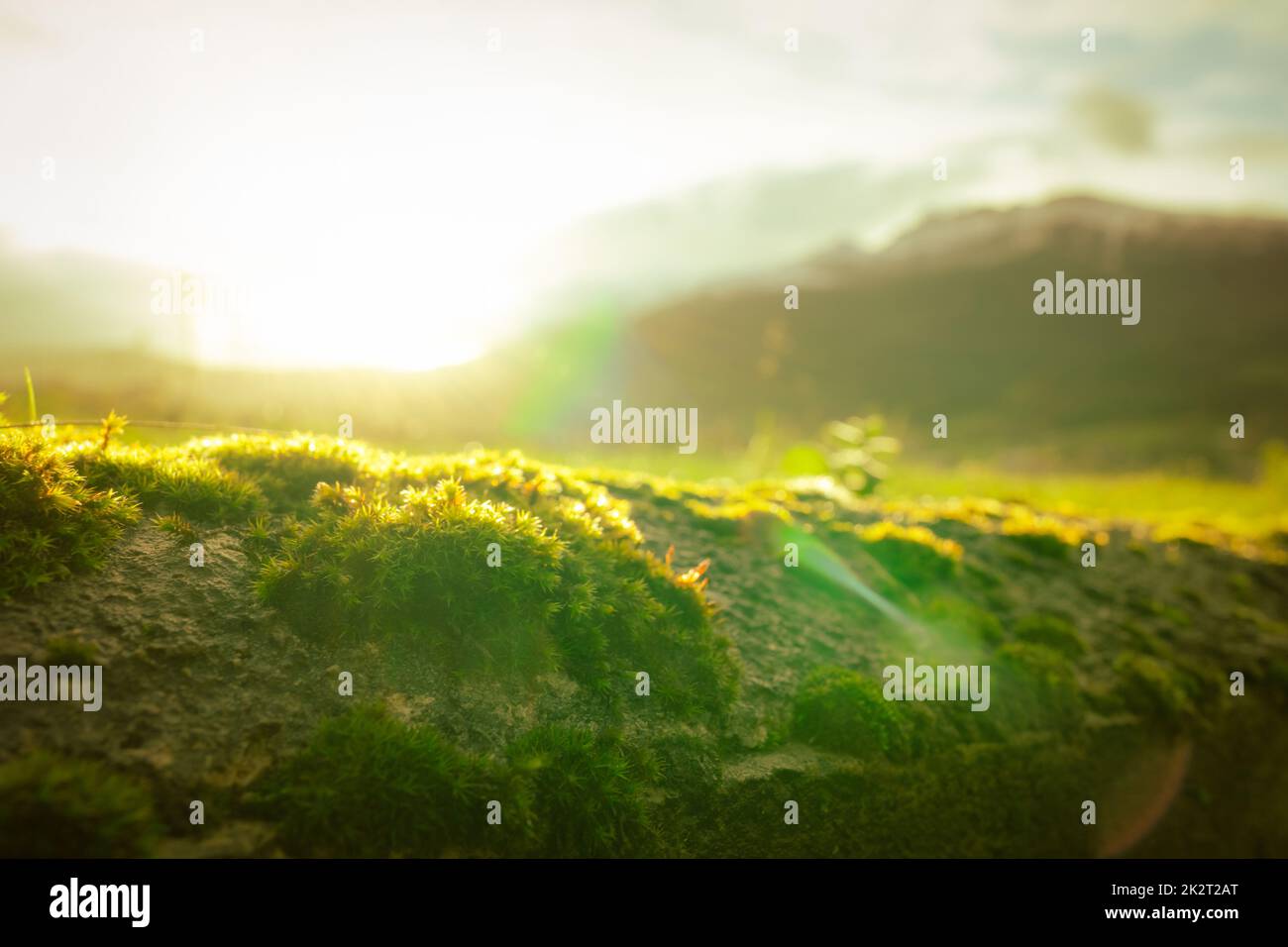 Small green moss on blurred mountain background. Environment day and earth day background. Green moss is covered on top of concrete wall with morning sunrise. Nature wallpaper. Green moss in nature. Stock Photo