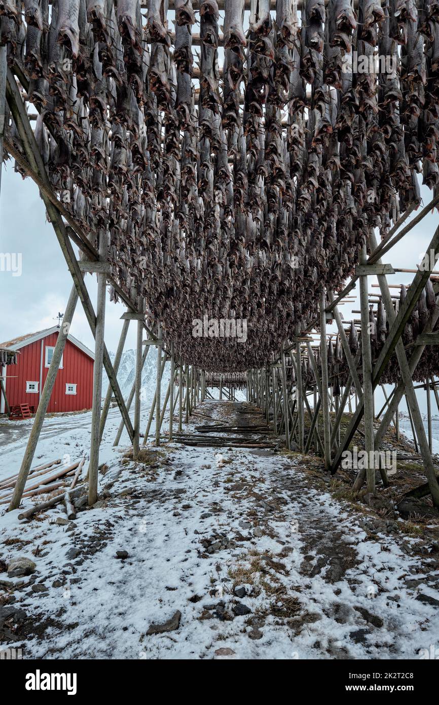 Drying flakes for stockfish cod fish in winter. Lofoten islands Stock Photo