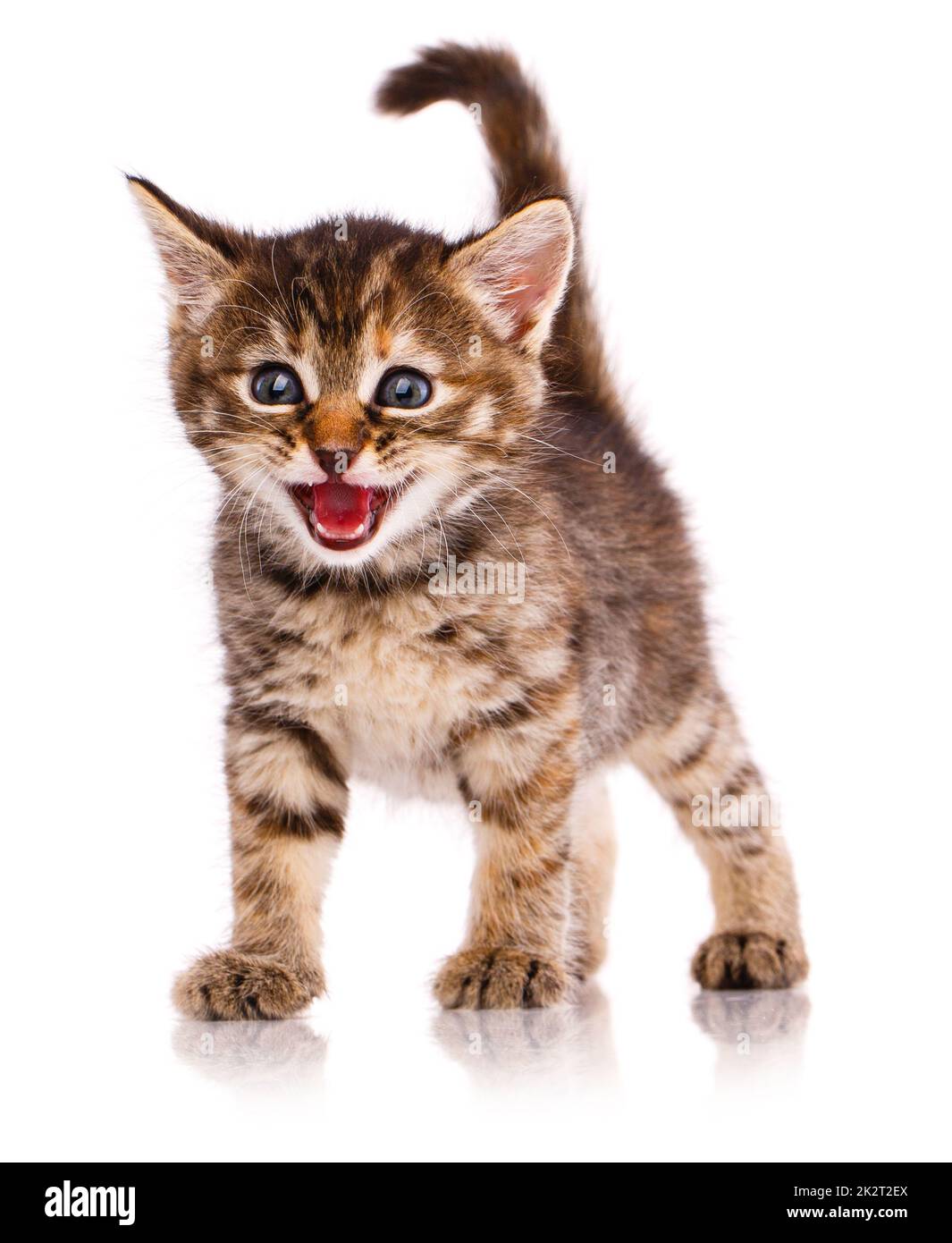 Kitten meows at the camera on a white background Stock Photo Alamy